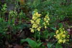 キエビネ	黄海老根	Calanthe striata	4～5月